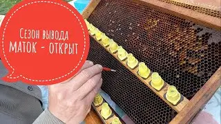 Вывод маток, сезон 2021