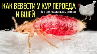 Что делать, если у кур выпадают перья / Избавление от пероеда, вшей, клеща