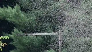 SLOVENSKENOVICE.SI: Pojavili so se številni roji letečih mravelj