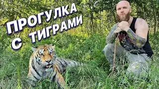 ПРОГУЛКА С ТИГРАМИ/ ОХОТА В ДЖУНГЛЯХ/ ПАРК ЛЬВОВ ЗЕМЛЯ ПРАЙДА