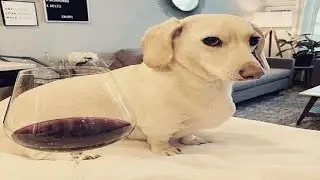 Homophobic dog
