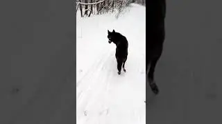канадский волк Фенрир в лесу с лайкой  