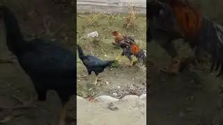 Шамо хурозими кайтариб олиб келдим