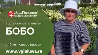 БОБО - сорт гортензии, который входит в 10-ку лидеров продаж 2021 года