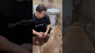Месси напугал