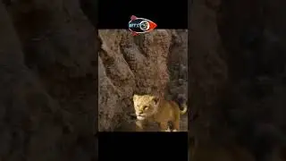 Шакалы сбросили симбу со скалы🤯 