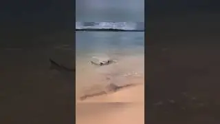 Опять акулы на берегу моря😱Опасный пляж 