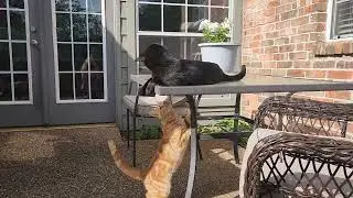 Наши коты выясняют отношения.