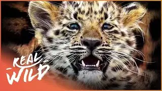 Critically Endangered Amur Leopard Births Twin Cubs! | Natures Newborns | Real Wild