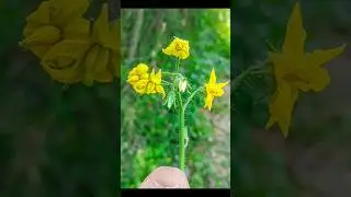LMC Macro Click || Best Macro Config || #gcam #shorts