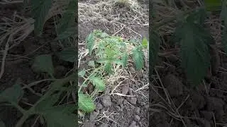 Екскурсія по моєму городу весною. Що посадила.