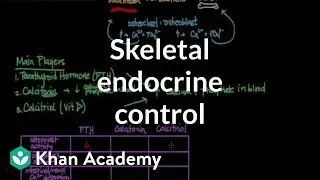 Skeletal endocrine control | Muscular-skeletal system physiology | NCLEX-RN | Khan Academy