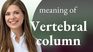 Understanding the Vertebral Column: A Guide to Your Bodys Backbone