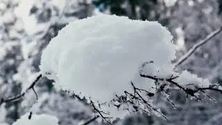 Relaxation nature / Расслабляющие звуки природы - изучение - сон-медитация-вода - птица