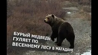 Бурый медведь гуляет по лесу