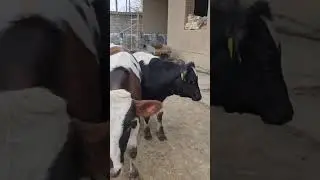 PULI ARZON ZOʻRLARIDAN