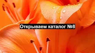 Основные акценты в работе в каталоге №8