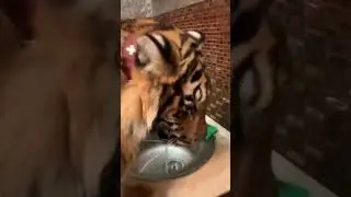 Домашний тигр, миленько🐯