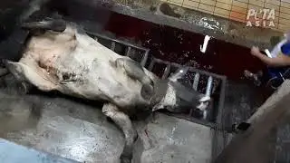 Butchered Alive: Australian Cattle Killed Overseas for Your Leather Shoes