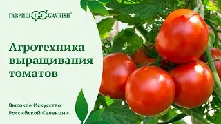 Агротехника выращивания томатов