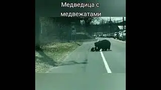 Медведица с медвежатами