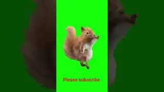 Dancing Squirrel video!green screen effects 