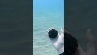 Sea urchin gave me hugs 