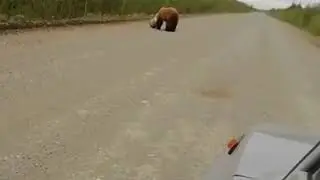 На Камчатке медведь застрял головой в бидоне