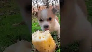 A cute puppy eating a lotus root. A beautiful momebt #5975 - #shorts,#dog,#animals video