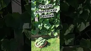 Огурцы тазиками  #shorts