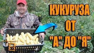 КАК ВЫРАСТИТЬ КУКУРУЗУ В ОТКРЫТОМ ГРУНТЕ В ЗОНЕ РИСКОВАННОГО ЗЕМЛЕДЕЛИЯ  САД ОГОРОД И ТЕПЛИЦА