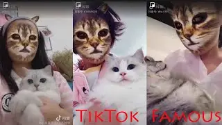 Amazing TiKTok Cat vs Face cat 2019