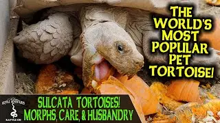 SULCATA TORTOISES! MORPHS, CARE & HUSBANDRY