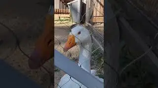 Я люблю Гусей с детства вот еще один из них только я не помню что у него были голубые глаза #roman