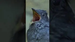 Жуткие звуки которые издают птицы 🦅 