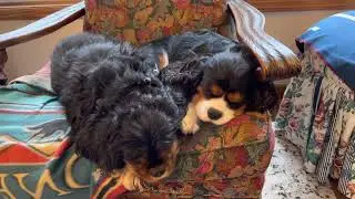 Two Christmas duets