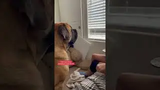 The Most Drool you will ever see on a Dog 