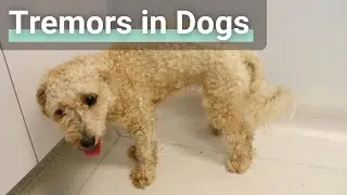 What Do Dog Tremors Look Like?