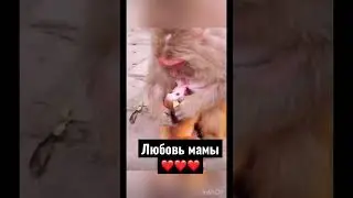 Обезьяна кормит своё дитя❤️ милое видео❤️ 