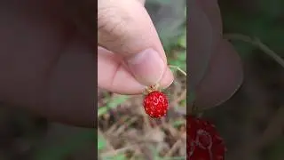Где наши грибы?! Одни мухоморы коричневые! Земляничка осталась:)
