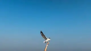 iPhone 12 Slow Motion Video Review 60 120 240