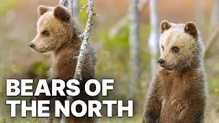 Bears Of The North | Nature Documentary