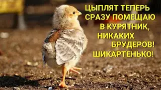 Цыплят теперь в брудере не держу - сразу везу на дачу в курятник и оставляю на автономке!