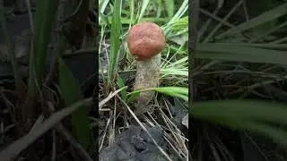 подосиновик кривенький