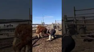 Spring chores in the village / Весенние хлопоты в деревне 