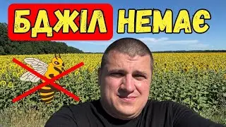 Бджоли 🐝 Мед 🍯 Ціна 💲 ?