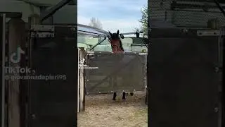 Horse Walker Fail 🤦‍♂️🐴😂