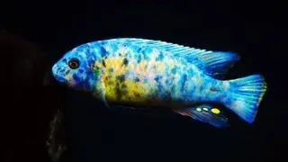 Mbuna from Lake Malawi - Interesting Facts