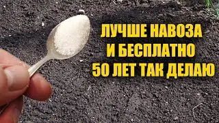 1 Ложка на Ведро Воды и Земля Как Новая! Пролейте этим землю для обильного урожая всего!