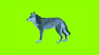 Wolf - लोमड़ी | greenscreen cartoon animation